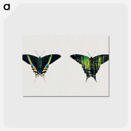 アートポストカード-Urania Moth - アボット ハンダーソン セイヤー Postcard.