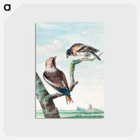 アートポストカード-Two birds: hawfinch - アールト シューマン Postcard.