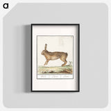 Hare, Lepus europaeus - アンセルムス ボエティウス デ ブート Poster.