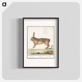 アートポスター-Hare, Lepus europaeus - アンセルムス ボエティウス デ ブート Poster.