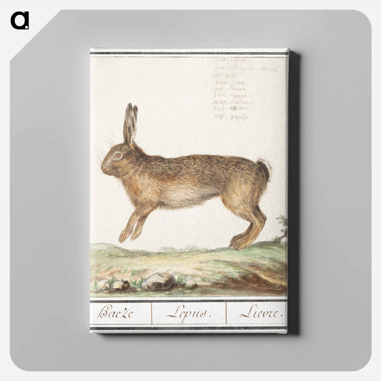 Hare, Lepus europaeus - アンセルムス ボエティウス デ ブート Canvas.