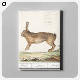 Hare, Lepus europaeus - アンセルムス ボエティウス デ ブート Canvas.