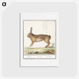 アートポストカード-Hare, Lepus europaeus - アンセルムス ボエティウス デ ブート Postcard.