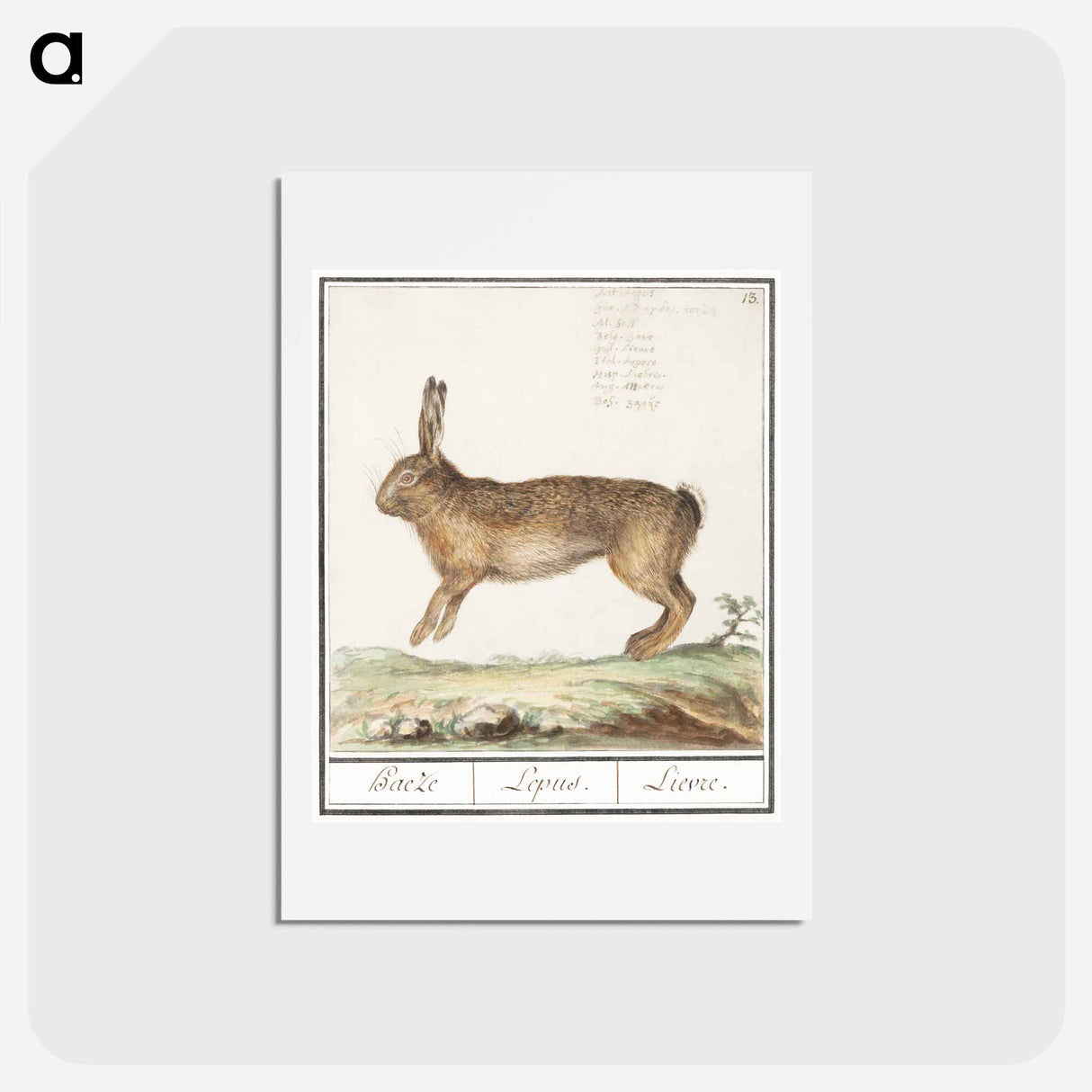 アートポストカード-Hare, Lepus europaeus - アンセルムス ボエティウス デ ブート Postcard.