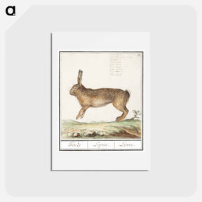 アートポストカード-Hare, Lepus europaeus - アンセルムス ボエティウス デ ブート Postcard.