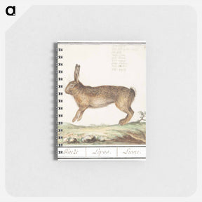 アートメモ帳-Hare, Lepus europaeus - アンセルムス ボエティウス デ ブート Memo.