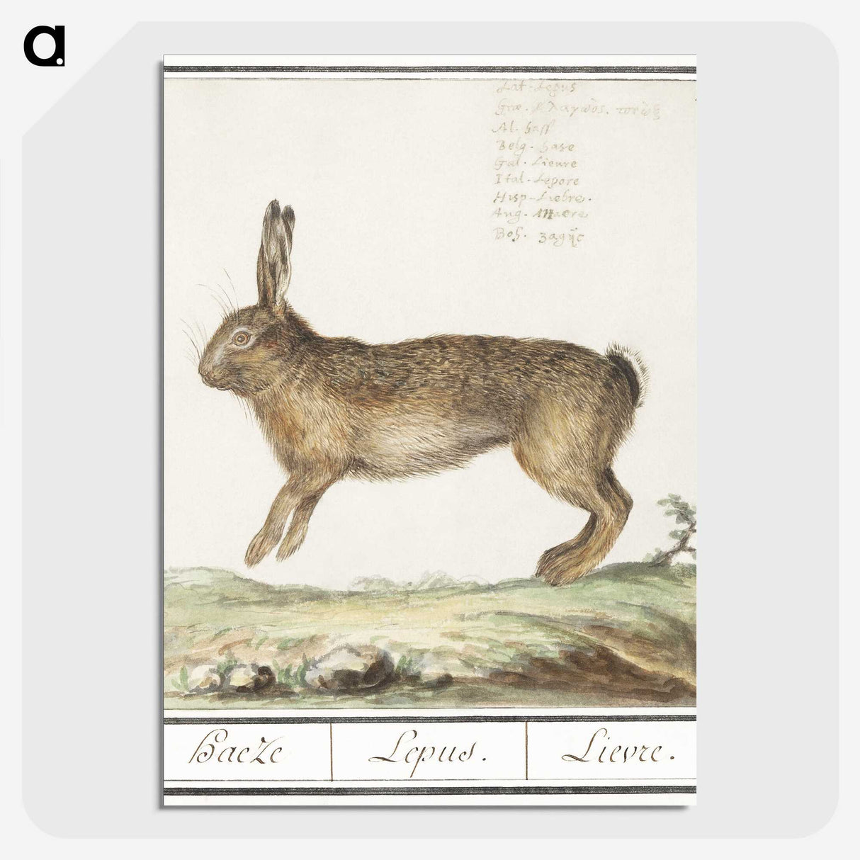 1-18_Anselmus-Boetius-de-Boodt_picture-crop