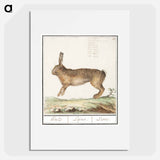 Hare, Lepus europaeus - アンセルムス ボエティウス デ ブート Poster.