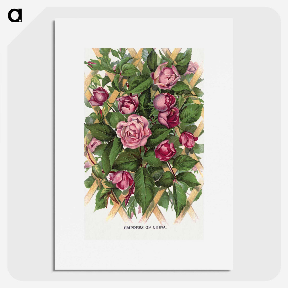 1-18_Botanical-Specimen-Plates_picture