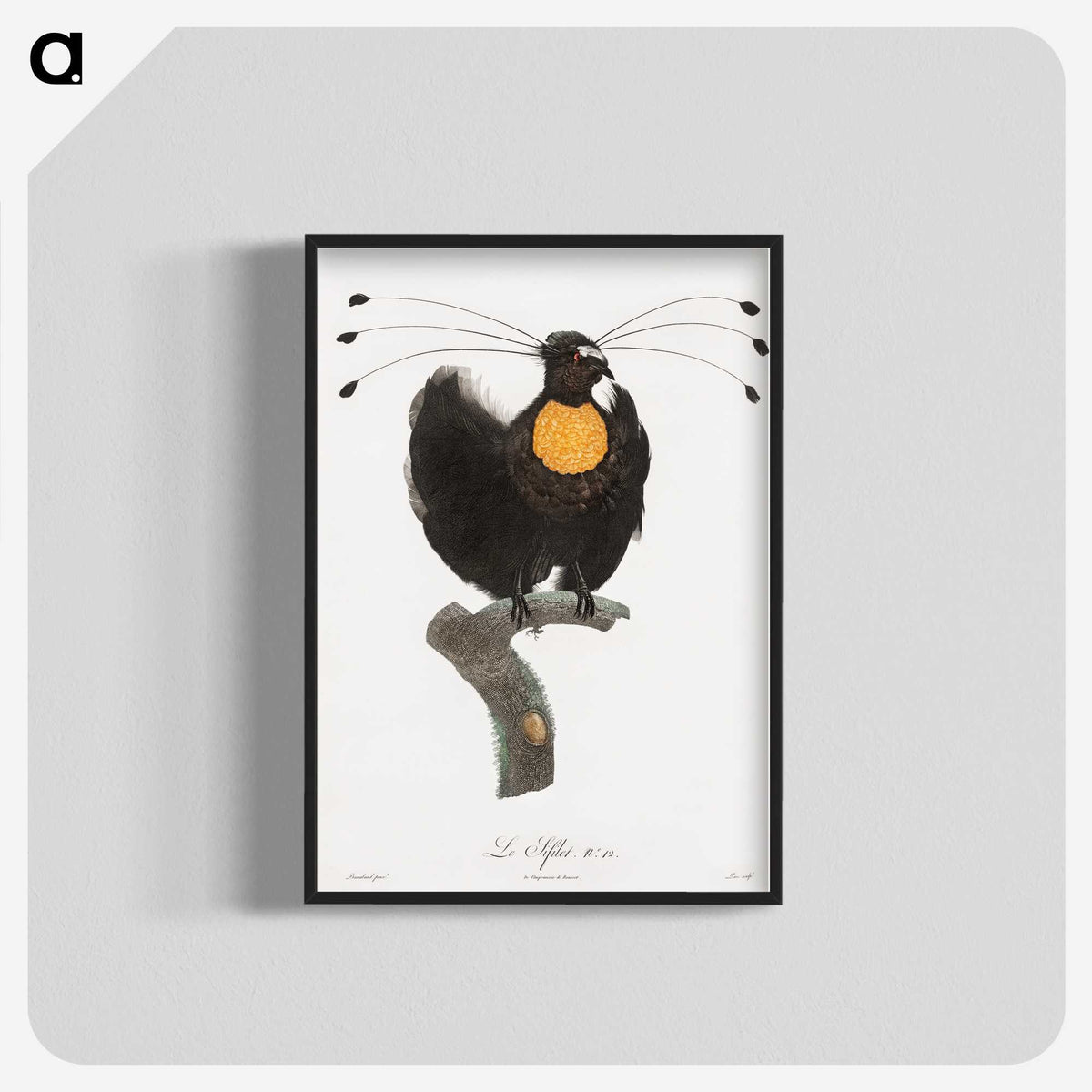 1-18_Des-Oiseaux-de-Paradis_blk-crop