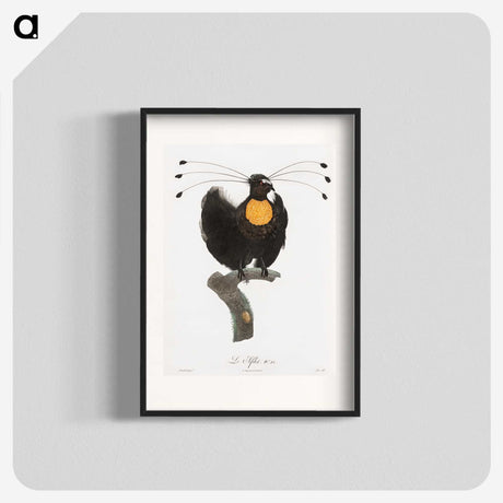 1-18_Des-Oiseaux-de-Paradis_blk