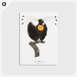 1-18_Des-Oiseaux-de-Paradis_postcard