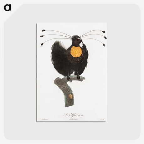 1-18_Des-Oiseaux-de-Paradis_postcard
