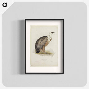 アートポスター-Griffon Vulture
 - デトロイト美術館 Poster.