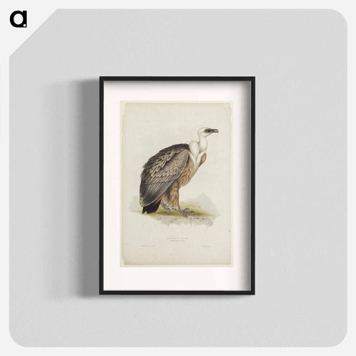 Griffon Vulture
 - Detroit Institute of Arts Poster.