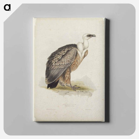 アートパネル-Griffon Vulture
 - デトロイト美術館 Canvas.