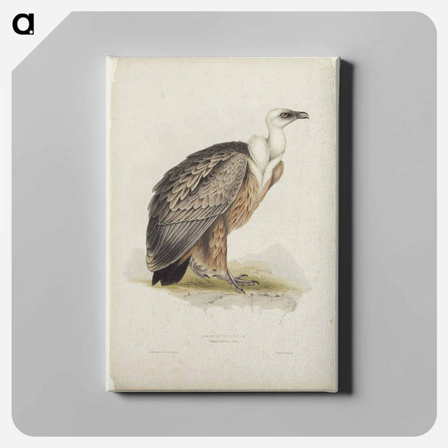 アートパネル-Griffon Vulture
 - デトロイト美術館 Canvas.
