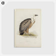 アートポストカード-Griffon Vulture
 - デトロイト美術館 Postcard.