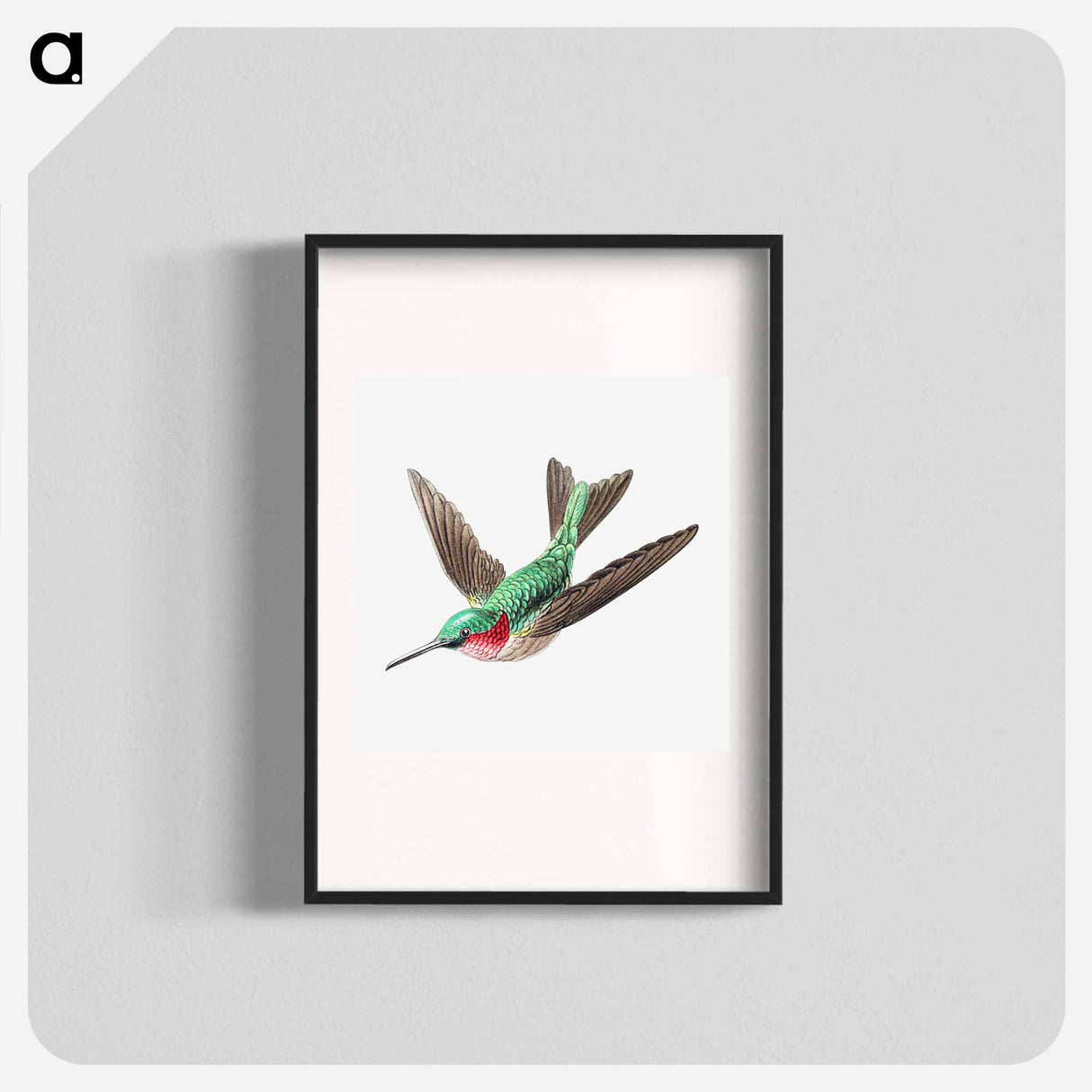 Colorful vintage hummingbird illustration - エルンスト ヘッケル Poster.