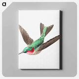 Colorful vintage hummingbird illustration - エルンスト ヘッケル Canvas.