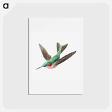 アートポストカード-Colorful vintage hummingbird illustration - エルンスト ヘッケル Postcard.