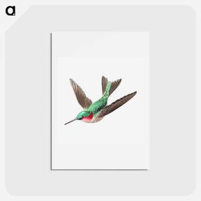 アートポストカード-Colorful vintage hummingbird illustration - エルンスト ヘッケル Postcard.