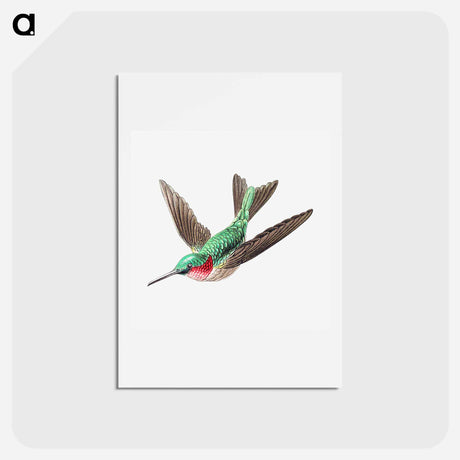 アートポストカード-Colorful vintage hummingbird illustration - エルンスト ヘッケル Postcard.