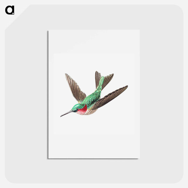 アートポストカード-Colorful vintage hummingbird illustration - エルンスト ヘッケル Postcard.