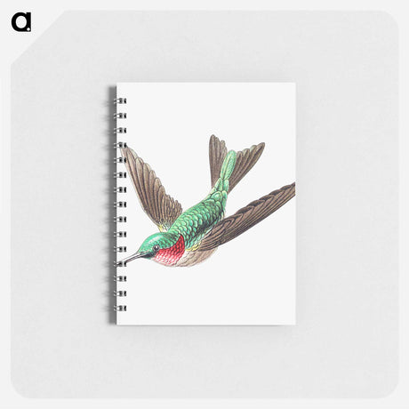 アートメモ帳-Colorful vintage hummingbird illustration - エルンスト ヘッケル Memo.