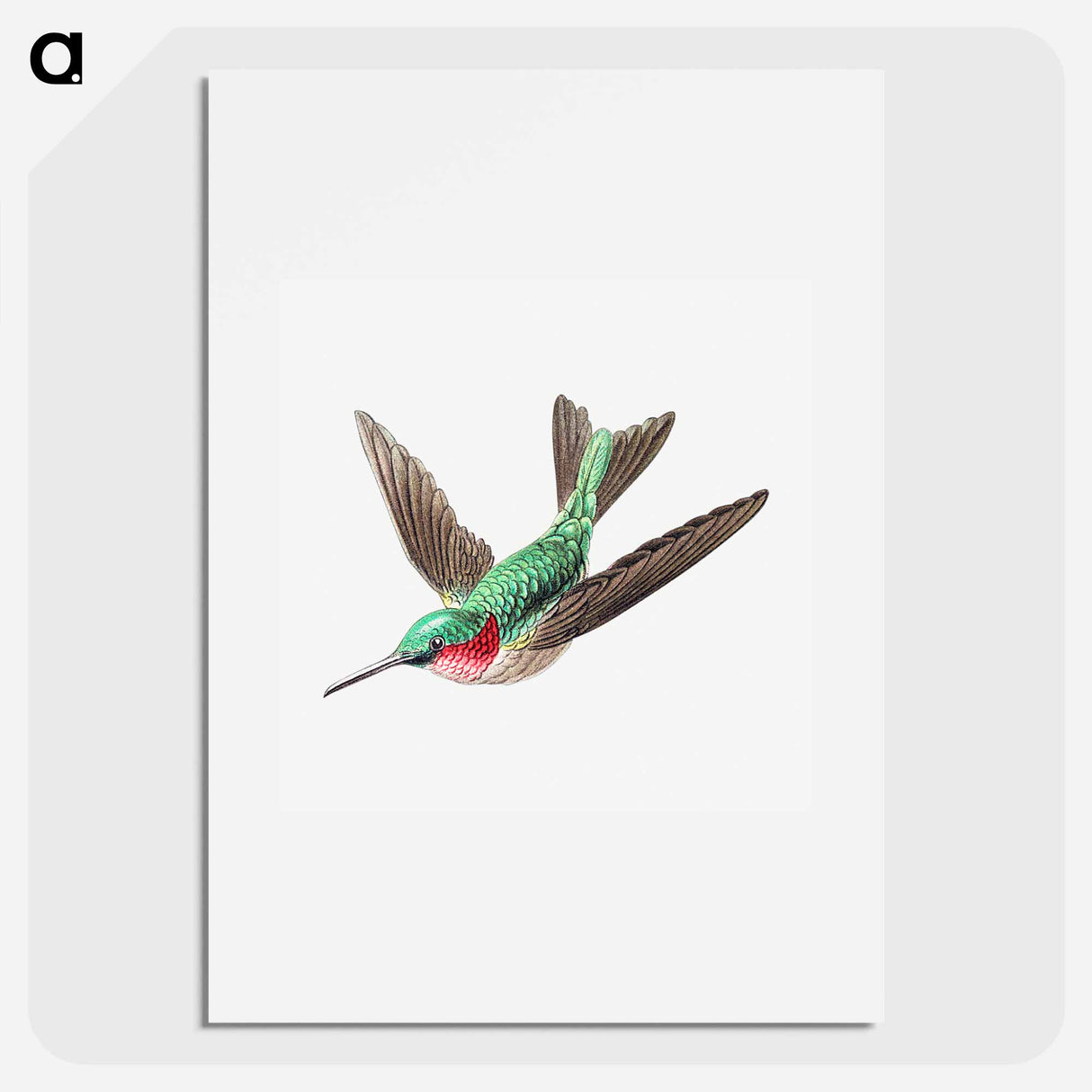 Colorful vintage hummingbird illustration - エルンスト ヘッケル Poster.