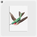 アートポストカード-Colorful vintage hummingbird illustration - エルンスト ヘッケル Postcard.