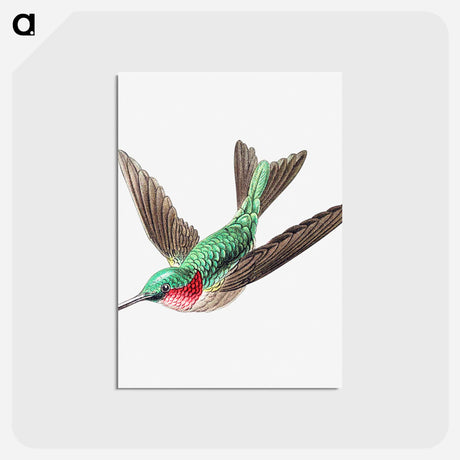 アートポストカード-Colorful vintage hummingbird illustration - エルンスト ヘッケル Postcard.