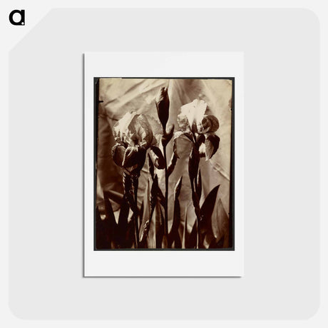 アートポストカード-Iris
 - ウジェーヌ アジェ Postcard.