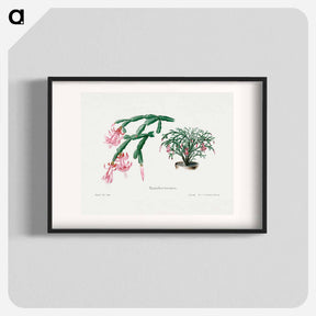 アートポスター-Pink Flower
 - サボテン科 Poster.