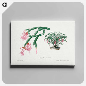 アートパネル-Pink Flower
 - サボテン科 Canvas.