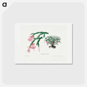 アートポストカード-Pink Flower
 - サボテン科 Postcard.