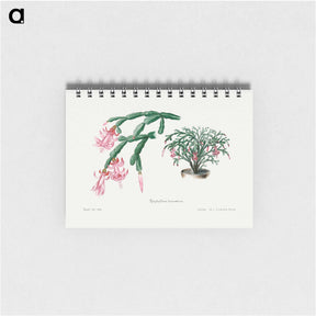アートメモ帳-Pink Flower
 - サボテン科 Memo.