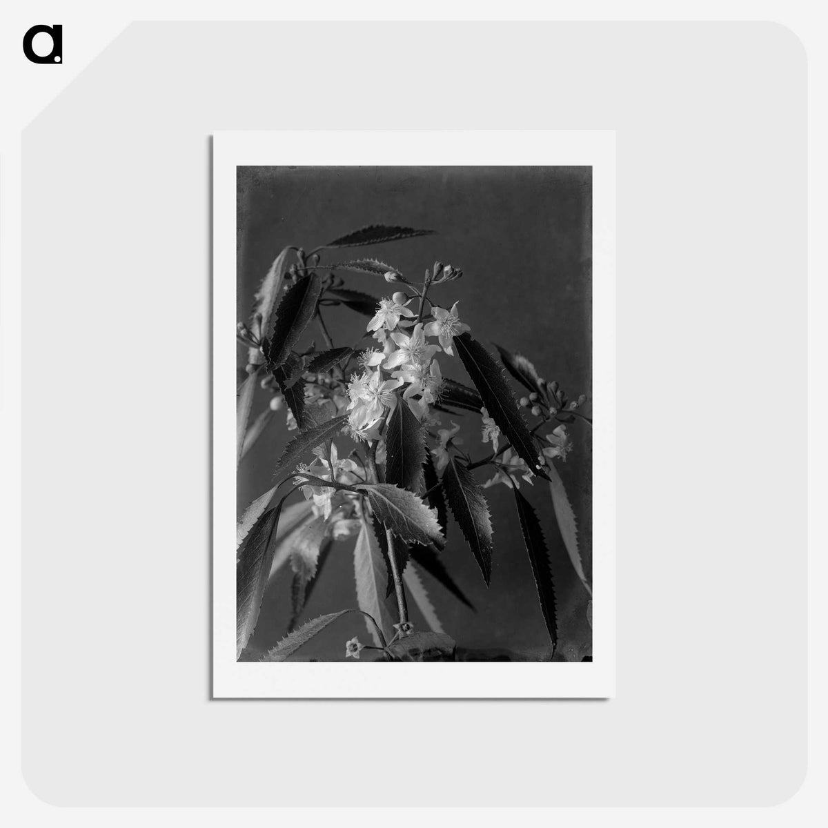 1-18_Frederick-Charles-Brockett_hagaki