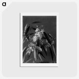 1-18_Frederick-Charles-Brockett_hagaki