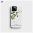 1-18_Georg-Dionysius-Ehret_phone