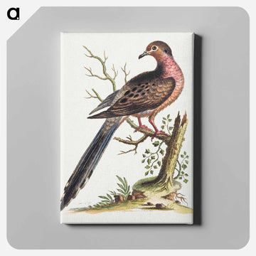 Fedoa Americana pectore ruso
 - ジョージ エドワーズ Canvas.