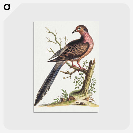 アートポストカード-Fedoa Americana pectore ruso
 - ジョージ エドワーズ Postcard.