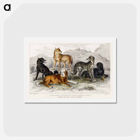 アートポストカード-Canine Companions
 - ゴールドスミスの生き生きとした自然 Postcard.