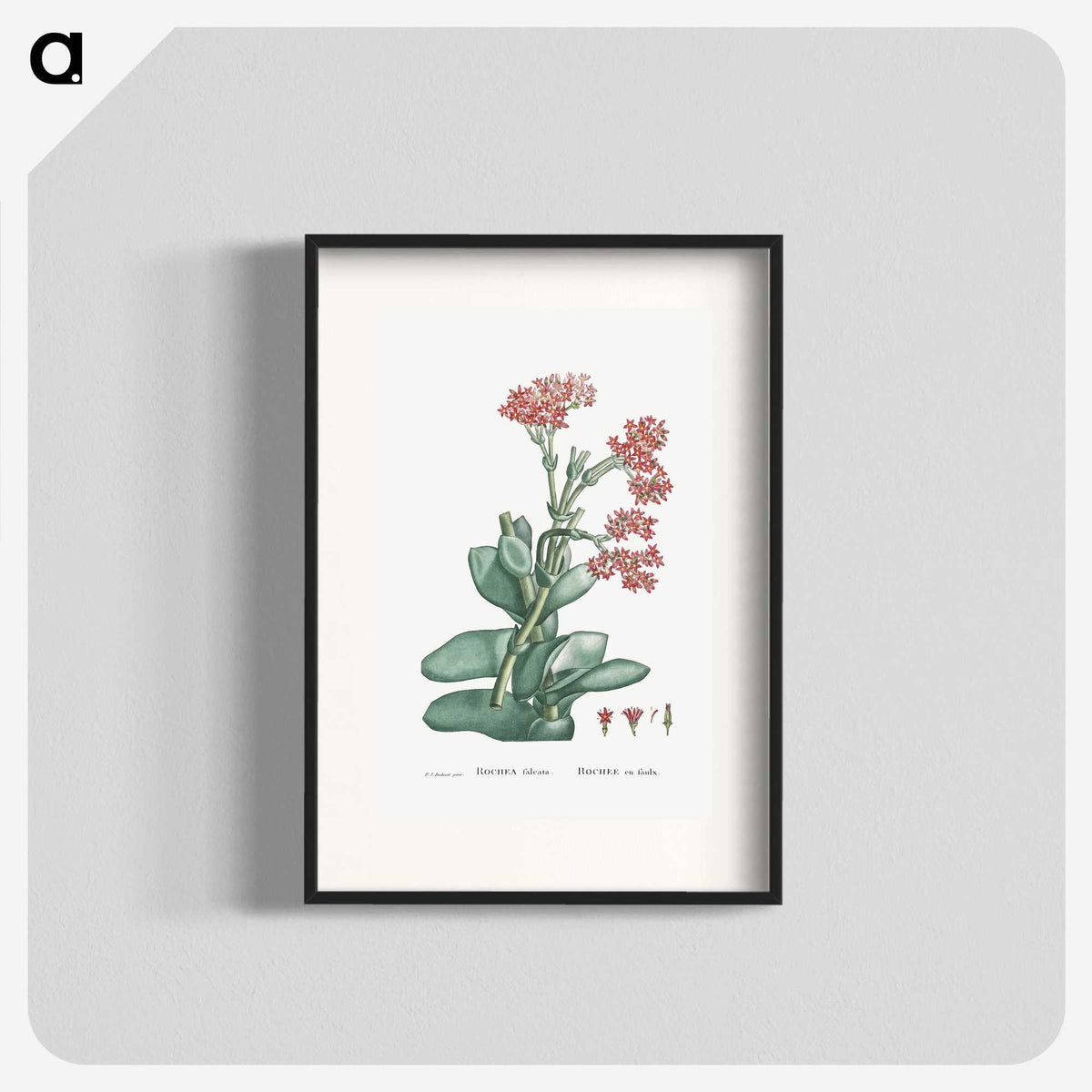 1-18_Histoire-des-Plantes-Grasses_blk