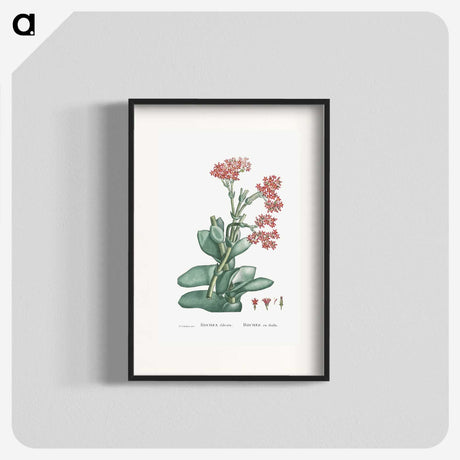 1-18_Histoire-des-Plantes-Grasses_blk