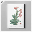 1-18_Histoire-des-Plantes-Grasses_canvas