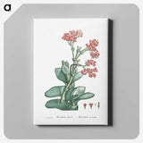 1-18_Histoire-des-Plantes-Grasses_canvas