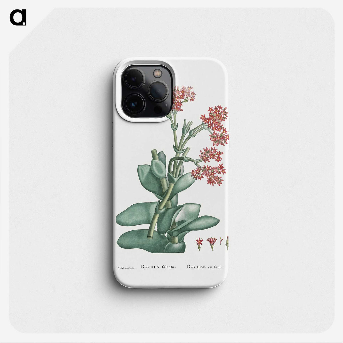 1-18_Histoire-des-Plantes-Grasses_phone