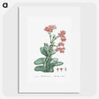 1-18_Histoire-des-Plantes-Grasses_picture