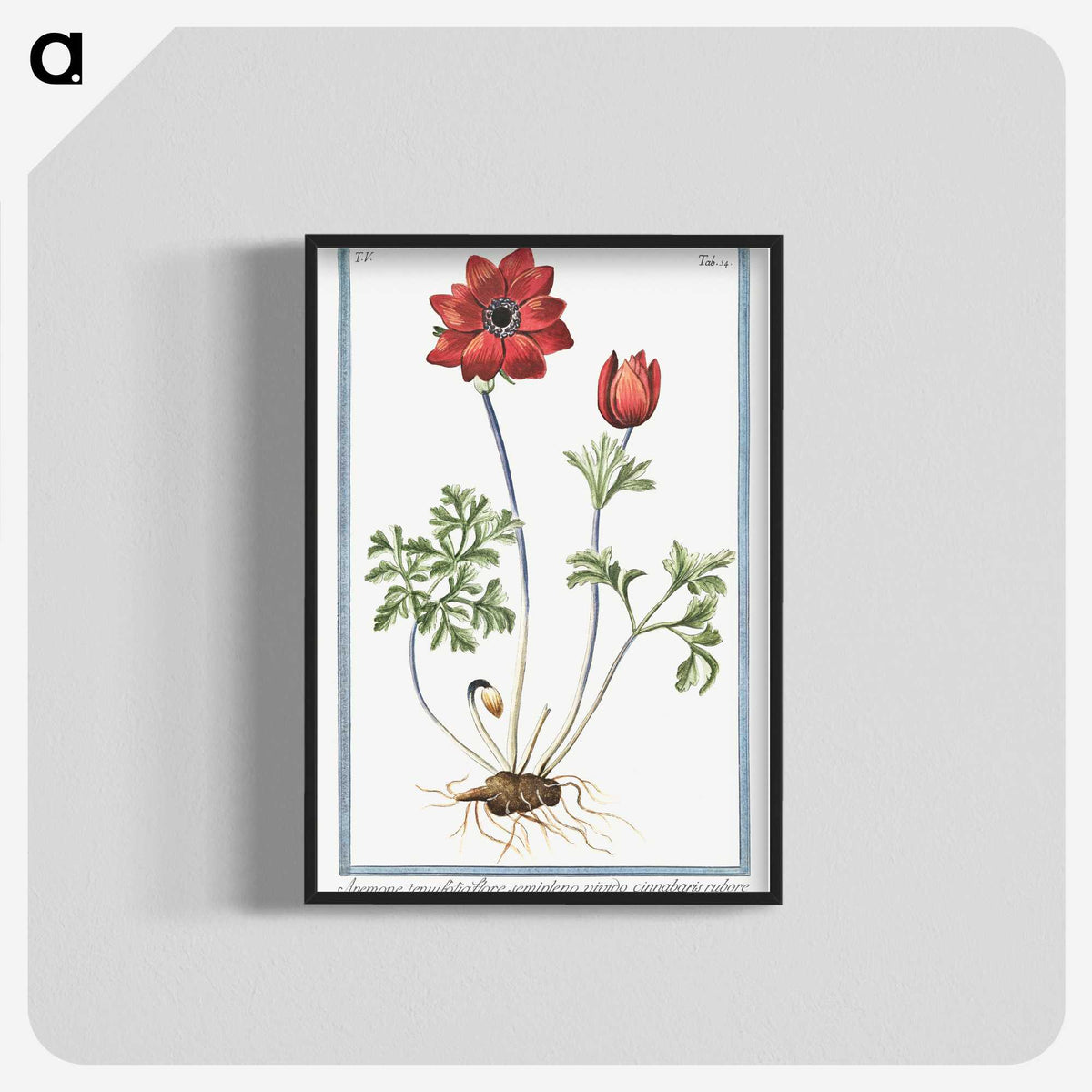 1-18_Hortus-Romanus-Botanical-Plates_blk-crop